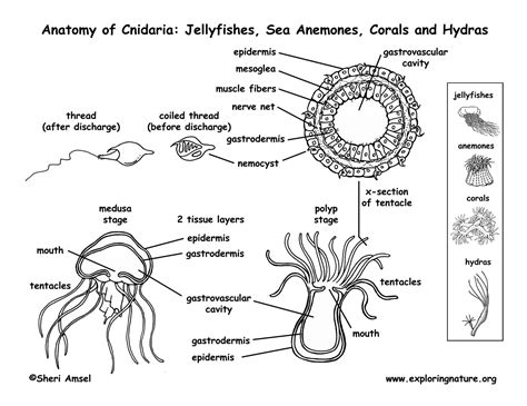 Anatomy Of Hydra