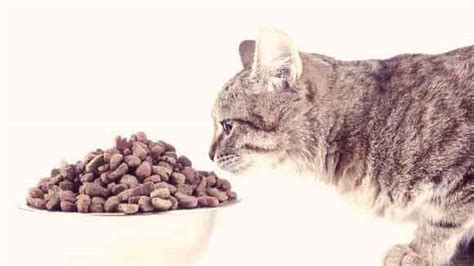 The 10 Best Grain-free Cat Food for Healthy Cats