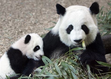 Atlanta Zoo Lets Public Choose Young Panda Twins’ Names – WABE