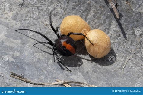 Redback spider with eggs stock photo. Image of redback - 237222474