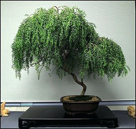 Amazing Bonsai Willow Tree of the decade Don t miss out | earthysai