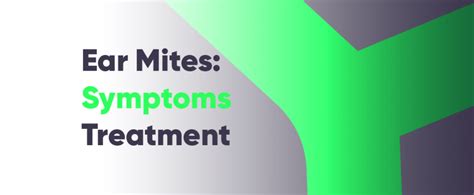 Ear Mites in Humans: Symptoms, Treatment, and Prevention Strategies | Mewing.coach