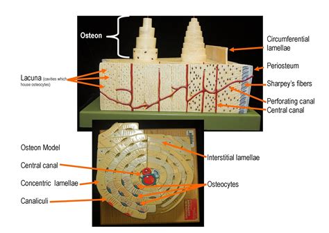 Histology Of Compact Bone Diagram - Fruit: Microscopic Structure Of ...