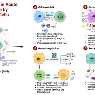 Schematic representation of the cellular mechanisms of anti-tumor... | Download Scientific Diagram