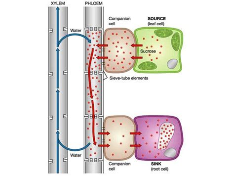 Improving photosynthesis efficiency at lower temperatures - WUR