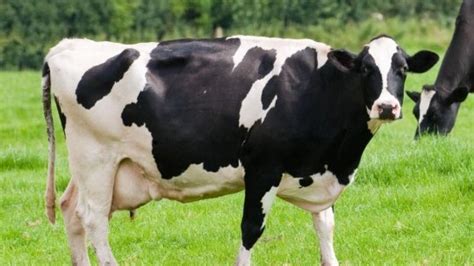 Jamaica Broilers Seeking To Import Dairy Cattle | RJR News - Jamaican News Online