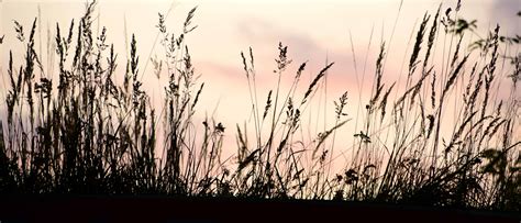 Free picture: grass, reed grass, sky, silhouette, plant, dusk, shadow