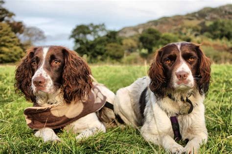 English Springer Spaniel Colors: Most Common to Rarest - A-Z Animals