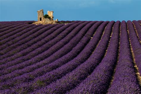 Provence Lavender Tours by France Off the Beaten Path - Best France Tours | France Off the ...