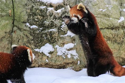 Usually solitary red panda cubs amaze zoo crowd with playful fight and 5ft prancing in the ...