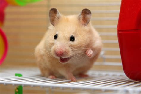 Hamster Lifespan: How Long do Hamster Live? | Pet Comments