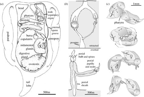 (a) Reproductive anatomy of Siphopteron quadrispinosum (dorsal view ...