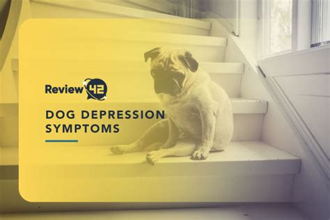 6 Common Dog Depression Symptoms & Treatment - Review42