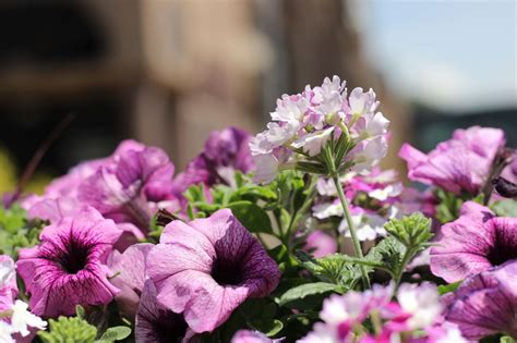 Idaho Falls Historic Downtown Flowers | idahofallsmagazine.com