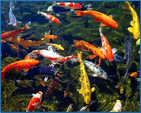 Koi Fish Pond Screensaver - Download-Screensavers.biz