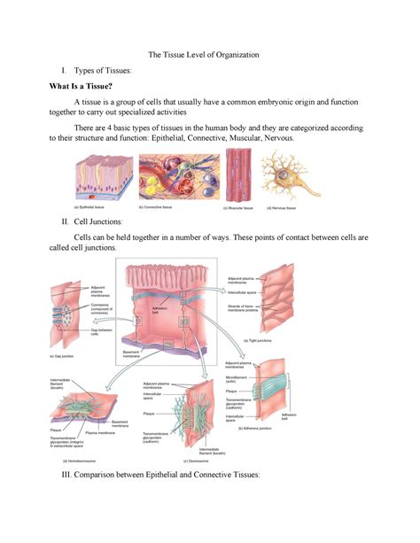 Document 16 - Anatomy - The Tissue Level of Organization I. Types of ...