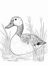 Goose Coloring Page  Free Printable Pages sketch template