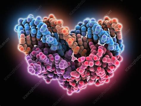 Androgen receptor, molecular model - Stock Image - C015/6113 - Science Photo Library