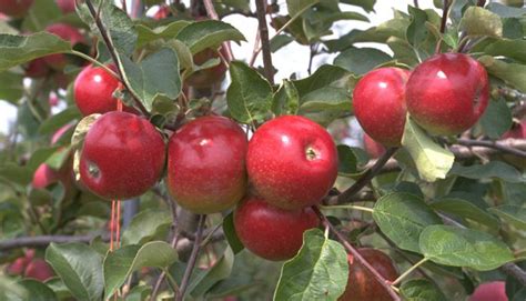 Edible Gardening: Vegetables, Herbs, and Fruits | Heyden's Gardens