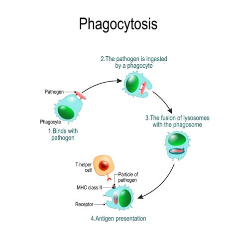 Measuring Innate Immune/Phagocytic Cell Function by Flow Cytometry - FLOW CONTRACT SITE