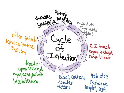 Cycle of infection | Science | ShowMe