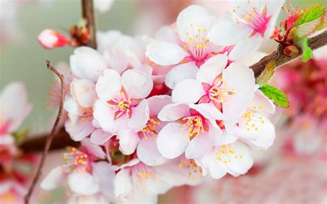 Pink Cherry Blossom Wallpaper (62+ images)