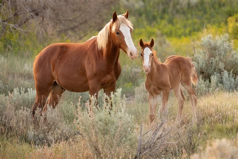 Wild-Horse-With-Foal