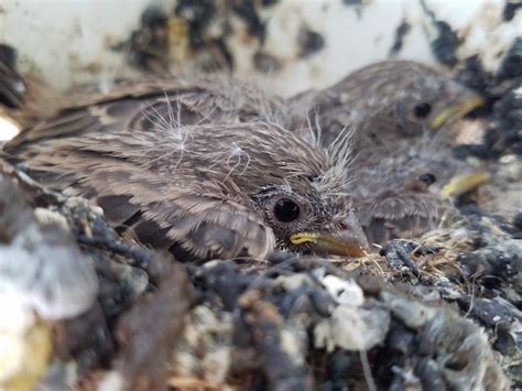 Baby birds in nest Photo image of baby birds in nest. Baby,birds,nest,house finch,animal ...