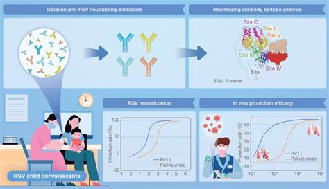 Protective antibody targets conserved site of fusion glycoprotein of respiratory syncytial virus