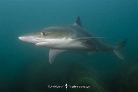 Tope Shark - Galeorhinus galeus