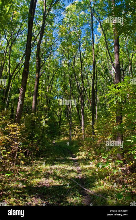 A trail through the woods Stock Photo - Alamy