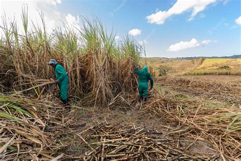 Premium Photo | Sugar cane Workers harvesting organic sugar cane by hand in Paraiba Brazil