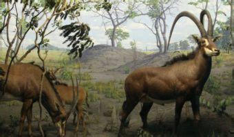 Giant Sable Antelope - Facts, Diet & Habitat Information