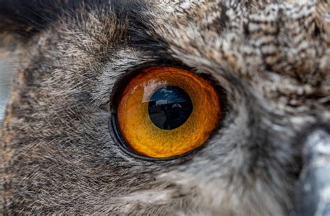 Do Owls Have Eyeballs?