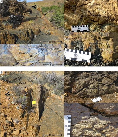 Fig. S2. More bioturbation examples from injectites related to Units C... | Download Scientific ...