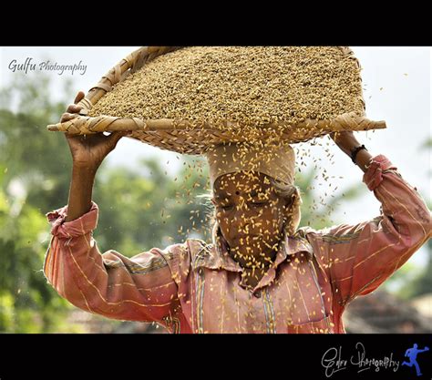 Paddy harvesting at Tasrak - a photo on Flickriver