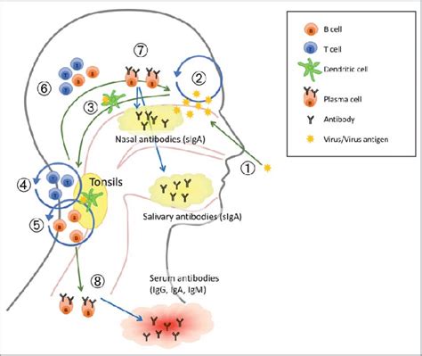 A suggested working model of how live attenuated influenza vaccine... | Download Scientific Diagram