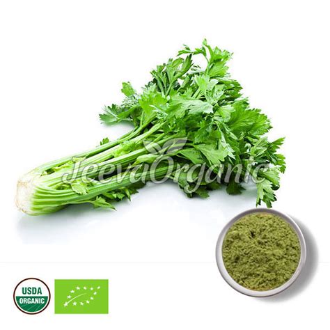 Affordable Organic Celery Powder Supplier | Bulk Celery Powder Supplier