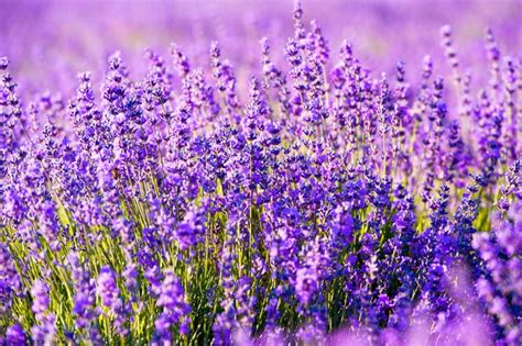 20 Different Types of Lavender Plants - Garden Lovers Club