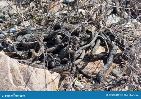 Snakes Starts in the Spring Mating Season.Many Snakes Gathered in the Tangle Stock Image - Image ...