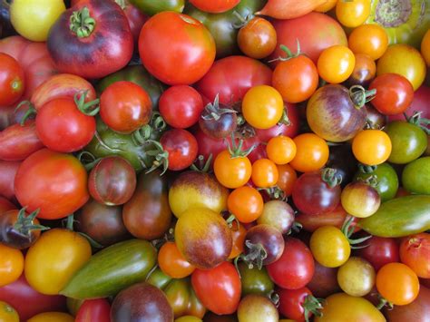 Tree and Twig Farm Blog: Heirloom Tomato Varieties for Advance-Orders