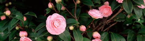 Using Evergreen Shrubs To Create Winter Interest | Garden Goods Direct