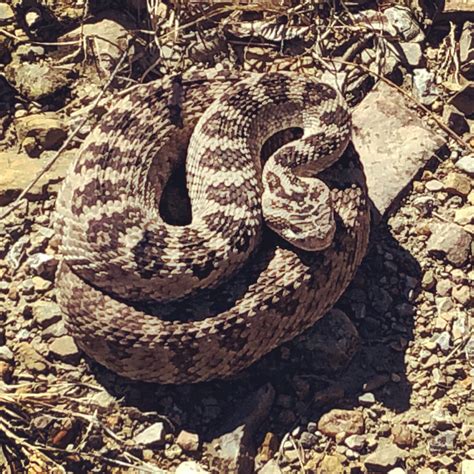 Great Basin Rattlesnake : r/herpetology