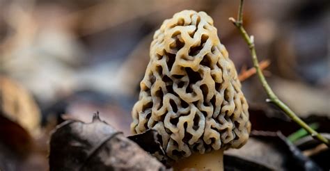 Spring highlights morel mushroom hunting | Oklahoma State University