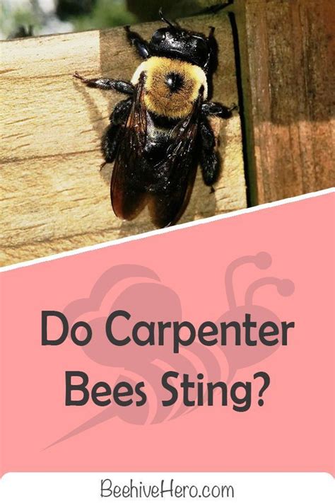 Do carpenter bees sting? Click the pin and you'll learn all you need to know about carpenter bee ...