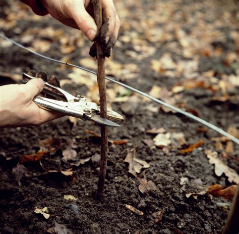 Pruning raspberries: when and how to do it | Gardeningetc