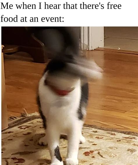 OC meme featuring my cat : r/memes