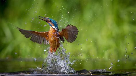 nature, Animals, Birds, Kingfisher, Water Drops Wallpapers HD / Desktop and Mobile Backgrounds