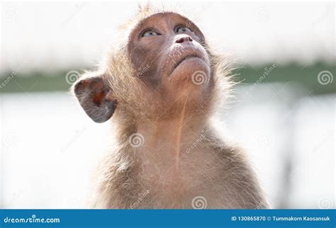 The Behavior of Monkeys Every Day Varies. Stock Photo - Image of jungle ...