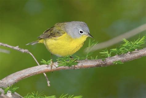 Nashville Warbler "Vermivora ruficapilla" | Boreal Songbird Initiative